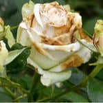 Roses as stunning as they are do suffer from rose problems and diseases such as Black spot, mildew, rose gall, stem dieback just to name a few.