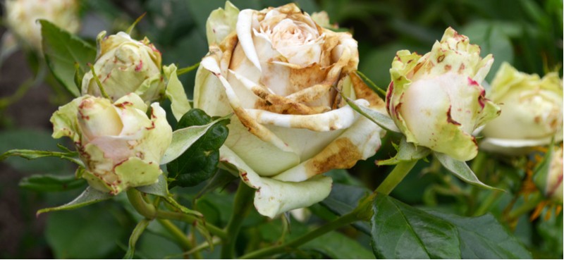 Roses as stunning as they are do suffer from rose problems and diseases such as Black spot, mildew, rose gall, stem dieback just to name a few.