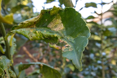 curling leaves caused by citrus leaf miners