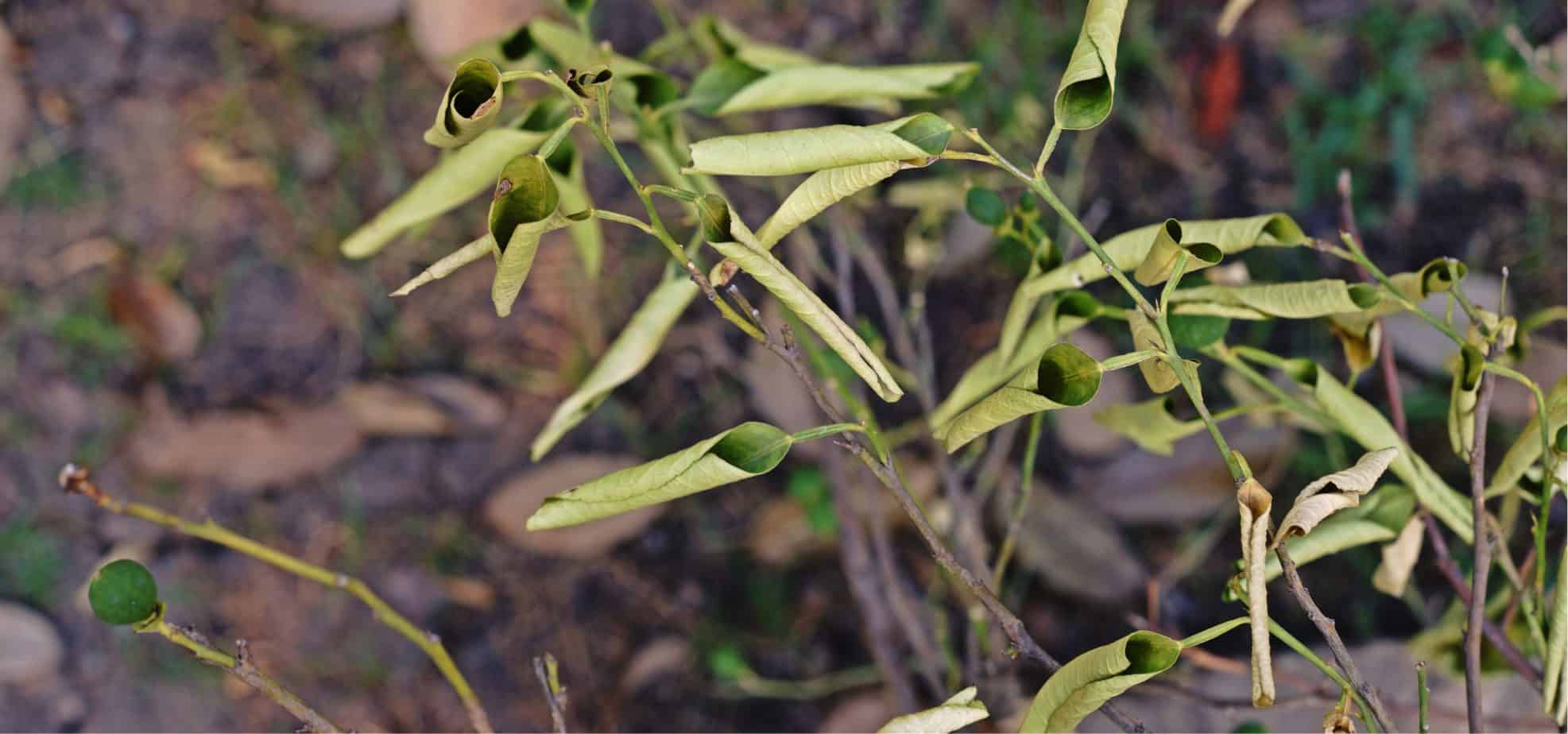 Like all citrus trees, there are a few diseases that affect orange trees to be on the lookout for. Learn more about what to look for and how to prevent them.