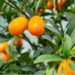 Growing kumquat plants indoors