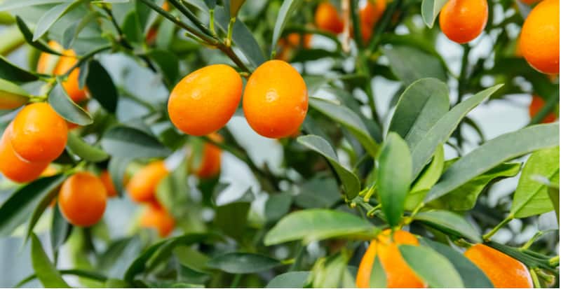 Growing kumquat plants indoors