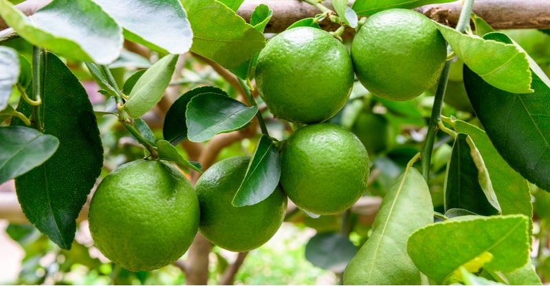 Growing Lime trees in pots and containers is one of the best ways to grow citrus limes in the Uk. Learn more about planting and caring for lime plants now.