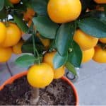 Growing orange trees in pots is very rewarding and the best way to grow orange trees as they can be brought indoors for winter.