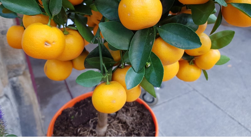 Growing orange trees in pots is very rewarding and the best way to grow orange trees as they can be brought indoors for winter.