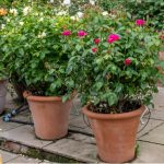 Growing roses in pots. Growing roses in pots and containers is an excellent way to grow rose bushes, miniature roses will grow in small pots but larger varieties need larger pots.