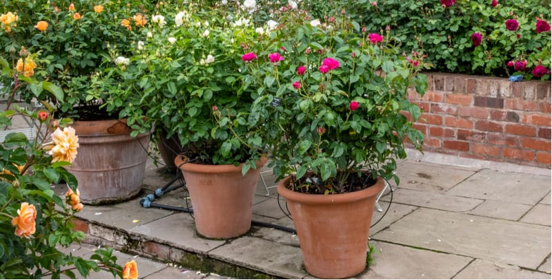 Growing roses in pots. Growing roses in pots and containers is an excellent way to grow rose bushes, miniature roses will grow in small pots but larger varieties need larger pots.