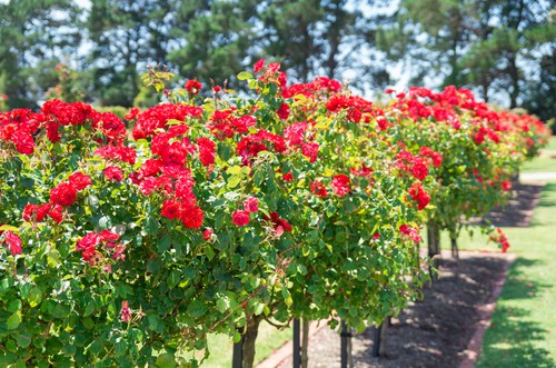 growing standard roses