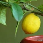How to feed and water citrus trees