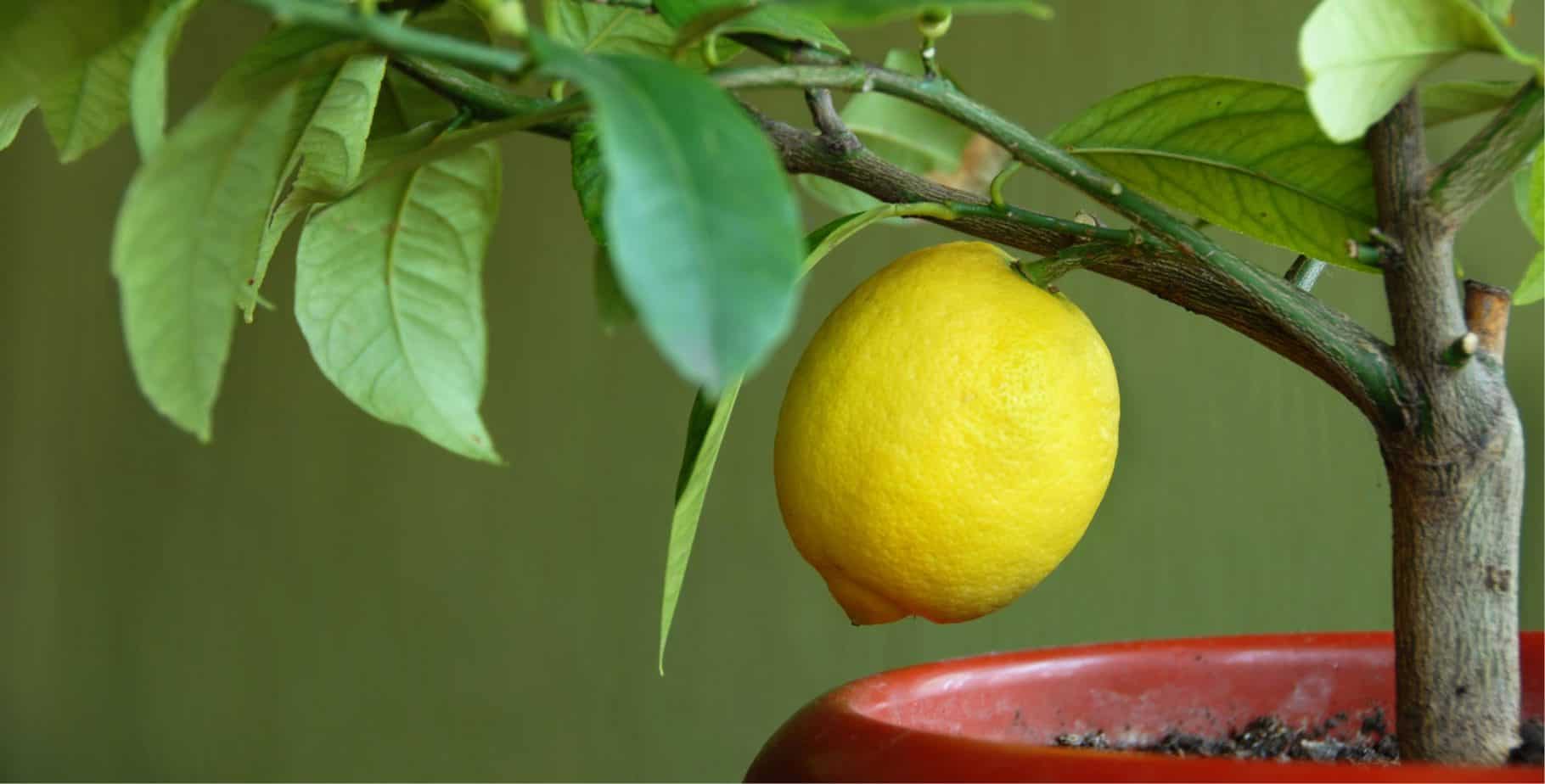 How to feed and water citrus trees