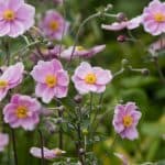 How to grow Japanese anemones