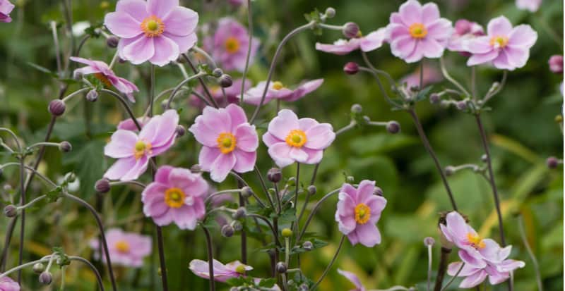 How to grow Japanese anemones