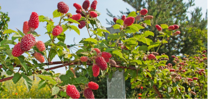 How to grow Tayberries - Growing tips and advice