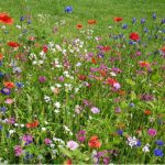 How to make a wildflower meadow