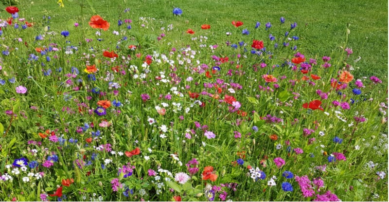 How to make a wildflower meadow