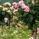 How to plant a standard rose bush