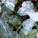 How to prevent and treat mildew on plants