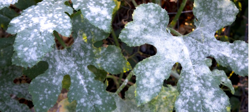 How to prevent and treat mildew on plants