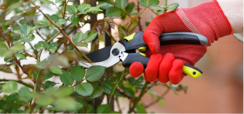 Standard roses when it comes to pruning need to be treated a little differently than normal roses. Learn how to prune standard roses step by step and when.