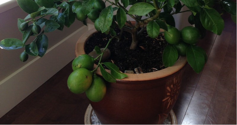 Lemon trees are a little susceptible to dropping there leaves so we decided to write a guide on how to revive a Meyer Lemon Tree with no leaves. Learn more