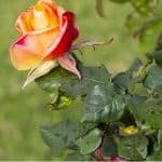 One of the biggest issues with roses is getting black spot fungus, learn more about preventing and how to treat black spot on roses one they have been effected