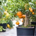 Overwintering Citrus Trees Uk