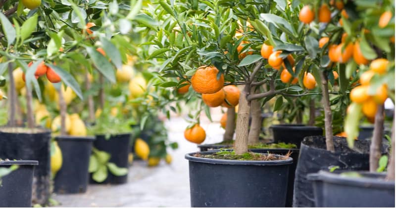 Overwintering Citrus Trees Uk