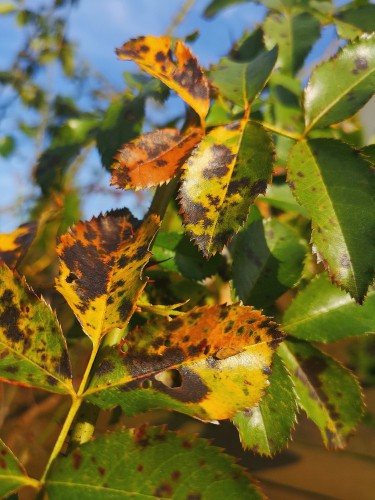 rose bush diseases