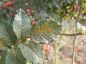 Rust fungus on rose bush leaves
