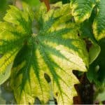 Nitrogen deficiency in plants is fairly easy to spot by yellowing of the leaves, purple stems and stunted growth.
