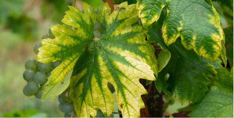 Nitrogen deficiency in plants is fairly easy to spot by yellowing of the leaves, purple stems and stunted growth.