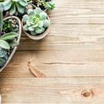 With thousands of succulents, it can be difficult to find suitable types to grow so we have listed 20 of our favourite types of succulents with pictures.