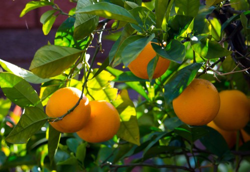 Washington Orange Tree perfect for growing in containers