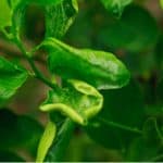 What causes curled leaves on Citrus trees. One common issue with most citrus trees is leaf curl which is usually caused by pests such as leaf miners or environmental problems.