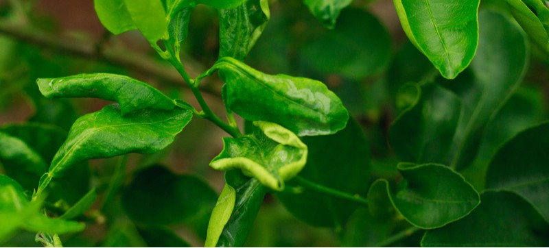 What causes curled leaves on Citrus trees. One common issue with most citrus trees is leaf curl which is usually caused by pests such as leaf miners or environmental problems.