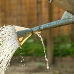 What most people don't realise is that watering your plants in winter is still a good idea. We look at the best times to water your garden in winter with 6 tips