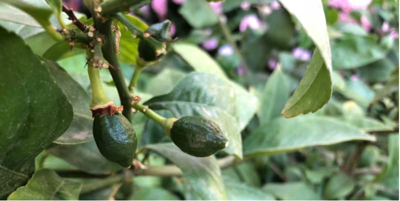 Why is baby my lemons falling off your lemon tree? - There are many reasons lemons drop lemons prematurely. Learn why and possible solutions to prevent this now