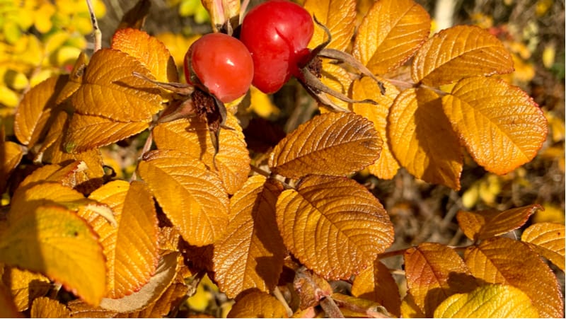 Many people ask, why are the leaves on my rose bush turning yellow? - There are many reasons from deficiencies to diseases.