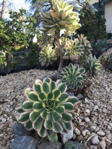 Sunburst (aeonium davidbramwellii)