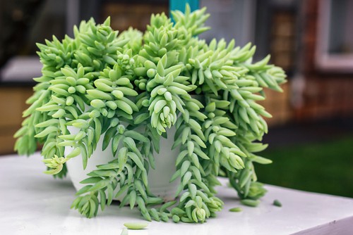 sedum morganianum succulent