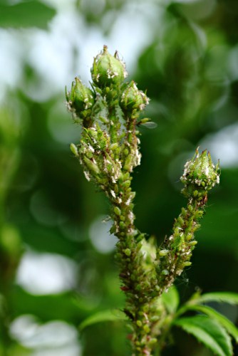 Aphids on rose plant