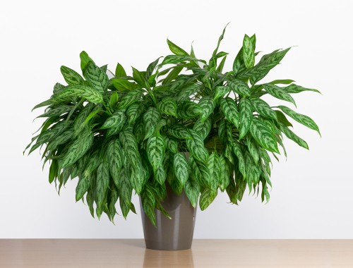 Chinese Evergreen