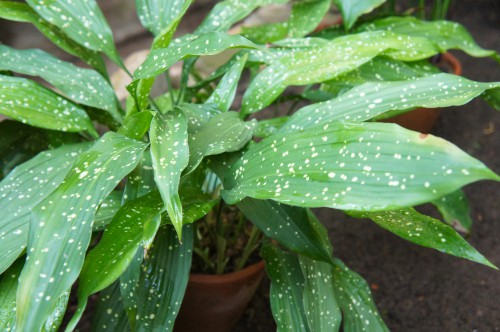 Aspidistra elatior (Cast Iron Plant)