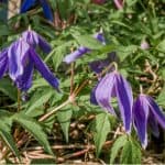 Best clematis for attracting bees