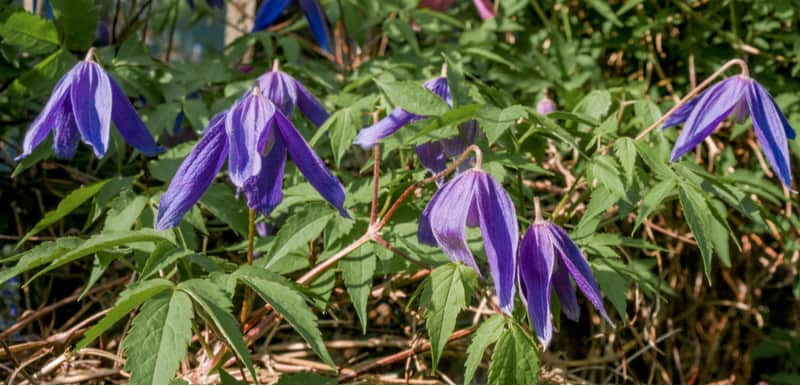 Best clematis for attracting bees