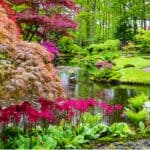 Making a Japanese garden? you need some authentic plants, here are some of the best plants for creating a Japanese garden even in the smallest of spaces.
