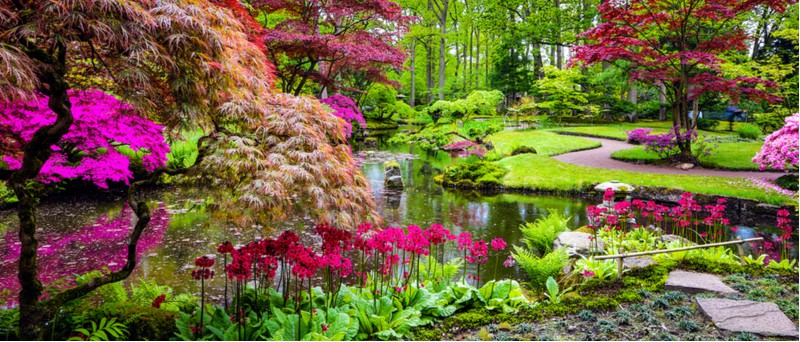 Making a Japanese garden? you need some authentic plants, here are some of the best plants for creating a Japanese garden even in the smallest of spaces.