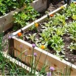 Raised beds are a great way of growing plants and in this article, we look at some of the best plants for raised beds including fruit and veg.