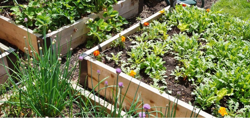 Raised beds are a great way of growing plants and in this article, we look at some of the best plants for raised beds including fruit and veg.