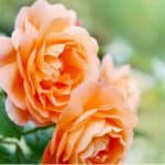 Best roses for pots and containers